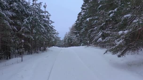 Luchtfoto Van Drone Besneeuwd Winterdennenbos Dennentakken Bedekt Met Vorst Hoge — Stockvideo