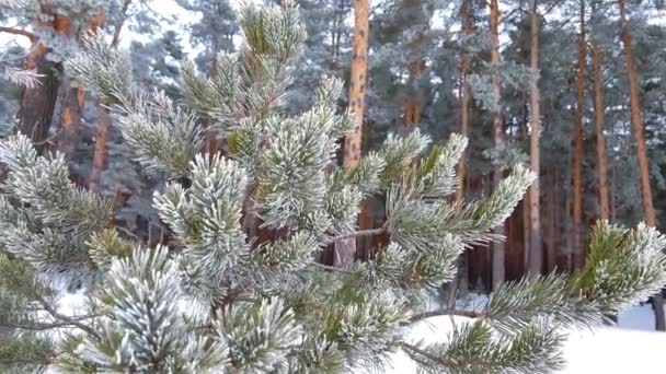 Luchtfoto Van Drone Besneeuwd Winterdennenbos Dennentakken Bedekt Met Vorst Hoge — Stockvideo