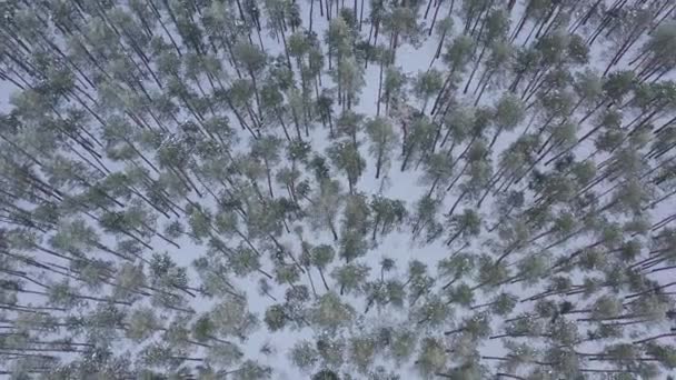 Luchtfoto Van Drone Besneeuwd Winterdennenbos Dennentakken Bedekt Met Vorst Hoge — Stockvideo