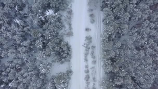 Pemandangan Udara Dari Drone Musim Dingin Tertutup Salju Hutan Pinus — Stok Video