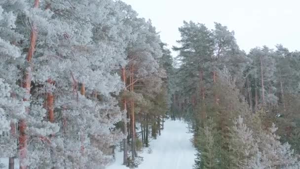 雪に覆われた冬の松の森のドローンからの空中ビュー 霜で覆われた松の枝 高品質4K映像 — ストック動画