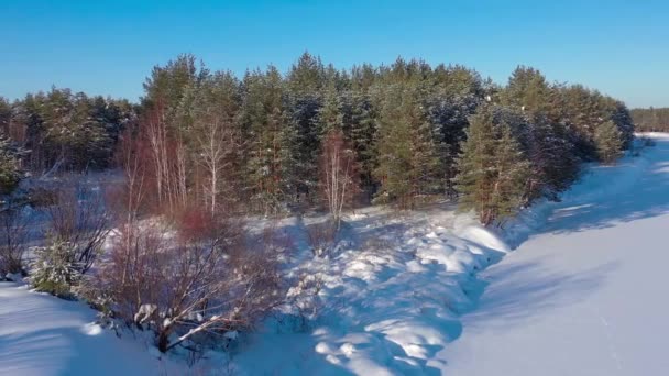 Luftaufnahme Von Der Drohne Über Verschneite Winterliche Waldlandschaft Winterrussland Hochwertiges — Stockvideo