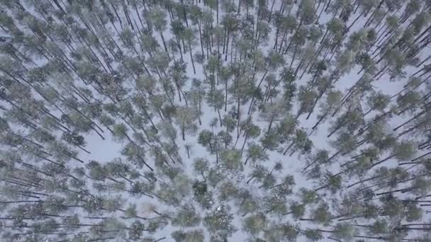 Vista Aérea Desde Dron Bosque Pinos Invierno Cubierto Nieve Ramas — Vídeos de Stock