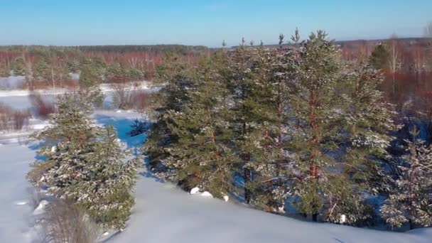 Vista Aérea Desde Dron Campiña Nevada Del Bosque Invernal Invierno — Vídeos de Stock