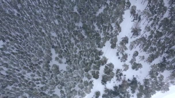 Vista Aérea Desde Dron Bosque Pinos Invierno Cubierto Nieve Ramas — Vídeos de Stock