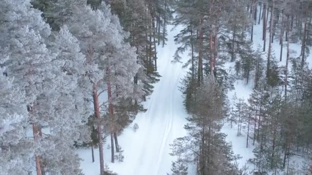 Letecký Pohled Dronu Zasněženém Zimním Borovicovém Lese Borové Větve Pokryté — Stock video