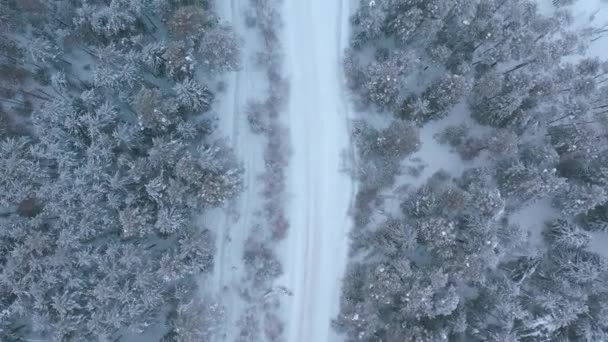 Luchtfoto Van Drone Besneeuwd Winterdennenbos Dennentakken Bedekt Met Vorst Hoge — Stockvideo