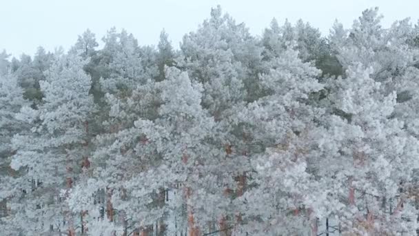 Letecký Pohled Dronu Zasněženém Zimním Borovicovém Lese Borové Větve Pokryté — Stock video