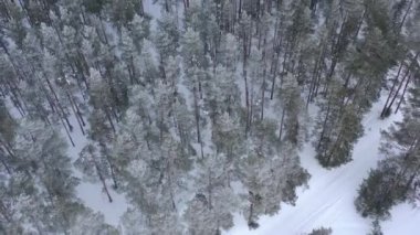 Karla kaplı çam ormanının insansız hava aracı görüntüsü. Çam dalları buzla kaplı. Yüksek kalite 4k görüntü
