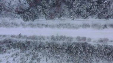 Karla kaplı çam ormanının insansız hava aracı görüntüsü. Çam dalları buzla kaplı. Yüksek kalite 4k görüntü