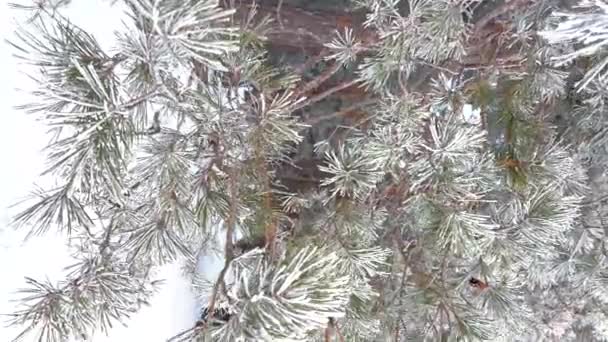 雪に覆われた冬の松林 霜で覆われたクローズアップで松の枝 高品質4K映像 — ストック動画