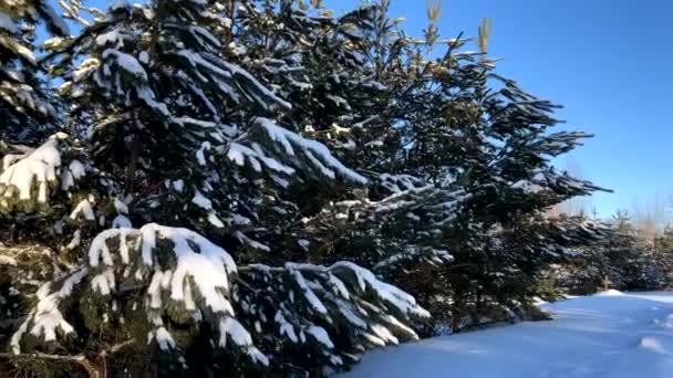 Vedere Aeriană Dronă Pădurea Pin Acoperită Zăpadă Ramuri Pin Acoperite — Videoclip de stoc