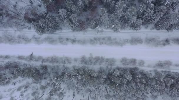 Légi Felvétel Drónról Hófödte Téli Fenyőerdőn Fagyott Fenyőágak Kiváló Minőségű — Stock videók