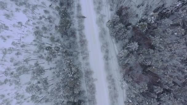 Вид Повітря Дрон Засніженому Зимовому Сосновому Лісі Соснові Гілки Покриті — стокове відео
