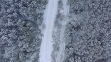 Karla kaplı çam ormanının insansız hava aracı görüntüsü. Çam dalları buzla kaplı. Yüksek kalite 4k görüntü