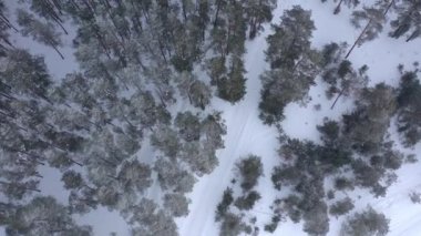 Karla kaplı çam ormanının insansız hava aracı görüntüsü. Çam dalları buzla kaplı. Yüksek kalite 4k görüntü