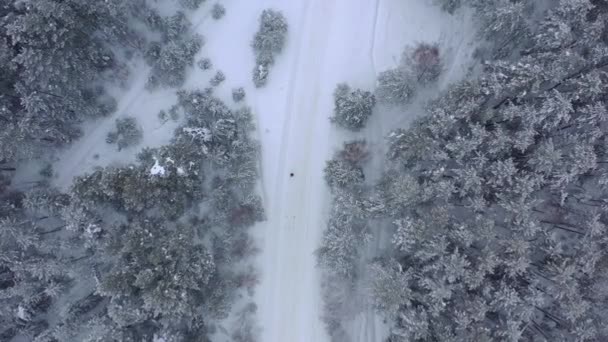 Vue Aérienne Depuis Drone Sur Une Forêt Pins Hiver Enneigée — Video