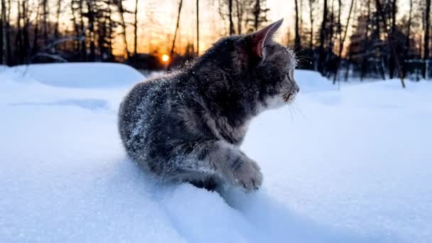 Katt Snön Grå Randig Katt Går Snö Vintern Snödrift Solnedgång — Stockvideo