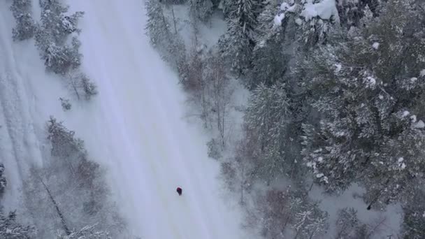 Flygfoto Från Drönare Snötäckt Vintertallskog Tallkvistar Täckta Med Frost Högkvalitativ — Stockvideo