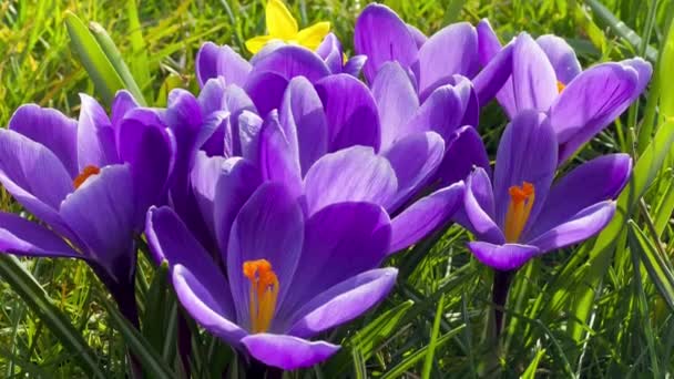 Перша весна фіолетові крокуси квіти з бджолою, що ростуть у лісі — стокове відео