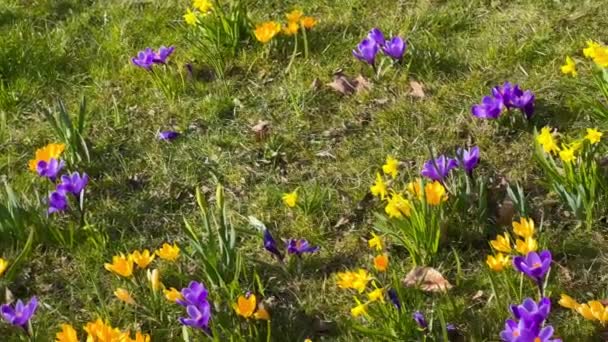Sárga nárcisz tavaszi nárcisz virágok és crocus a kertben. Első tavaszi virágok — Stock videók