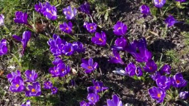 İlk bahar mor timsah çiçekleri ve ormanda büyüyen arılar.