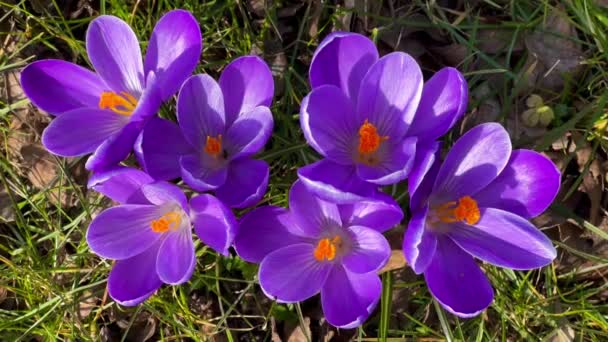 Primeira primavera roxo crocos flores com abelha crescendo na floresta — Vídeo de Stock