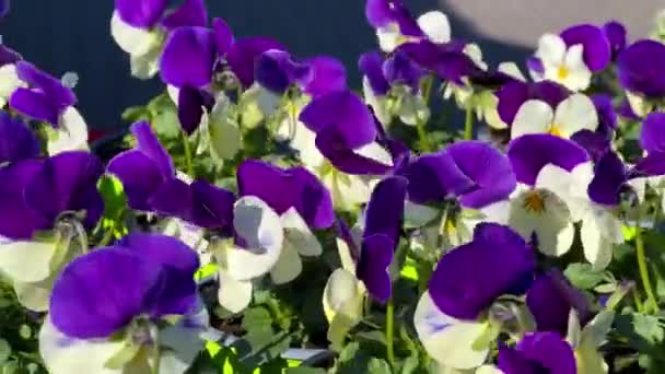 Viola planta con flor violeta, violeta común, flor de pantano. delicadas flores azules en el jardín, en macizo de flores. Primeras flores de primavera — Vídeos de Stock