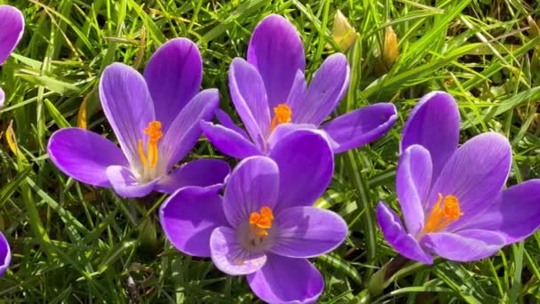 Первая весна фиолетовые крокусы цветы с пчеловодством в лесу — стоковое видео