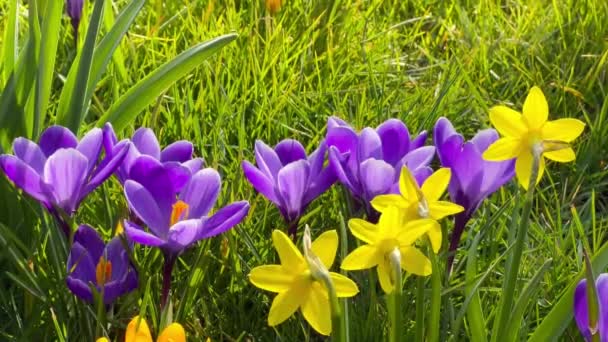 Жовтий нарцис Весняний нарцис квіти і крокуси в саду. Перші весняні квіти — стокове відео