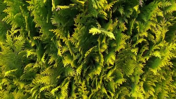 Acoperirea copacilor chiparoși ca prim-plan floral. Linia Cypress crește în grădină. Planta de molid tropical în ornamentul orașului — Videoclip de stoc