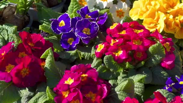 Colorati primi fiori primaverili in giardino, in aiuola — Video Stock