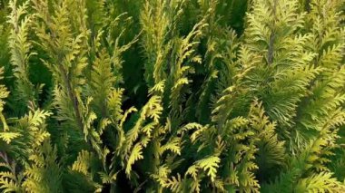 Çiçek arkaplanı olarak selvi ağaçları. Bahçede selvi hattı büyüyor. Kasaba süsünde tropik ladin bitkisi