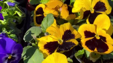 Menekşe çiçekli Viola çiçeği, sıradan Violet, nonoş çiçeği. Bahçede, çiçeklikte, narin mavi çiçekler. İlk bahar çiçekleri
