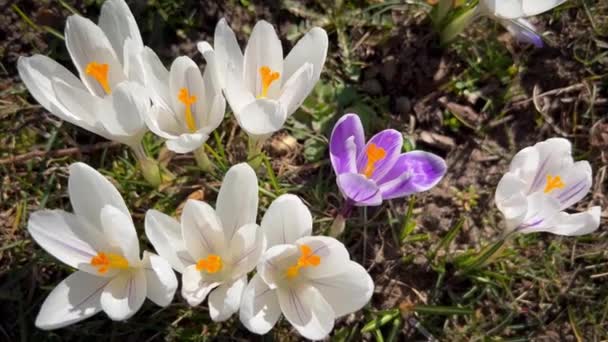 Primeras flores de primavera de azafrán blanco con abejas creciendo en el jardín — Vídeos de Stock