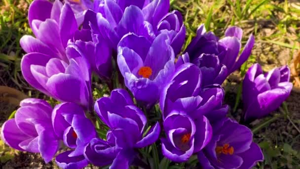 Primeira primavera roxo crocos flores com abelha crescendo na floresta — Vídeo de Stock