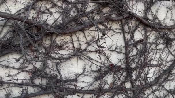 Struktura šplhání popínavých rostlin břečťanu na cihlové zdi staré budovy — Stock video