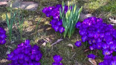 İlk bahar mor timsah çiçekleri ve ormanda büyüyen arılar.