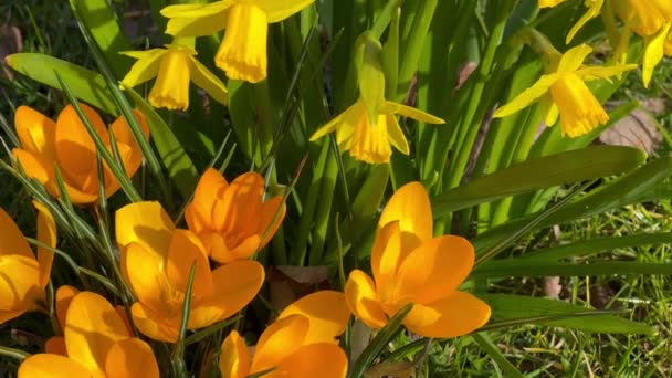 Narciso amarillo Primavera Narciso flores y azafrán en el jardín. Primeras flores de primavera — Vídeos de Stock