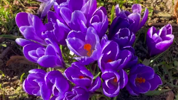 First spring purple crocuses flowers with bee growing in forest — Stock Video