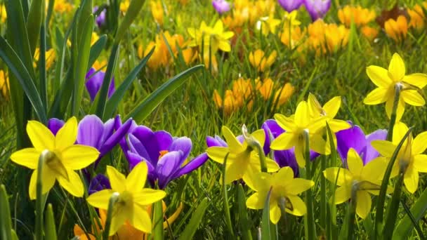 Gele narcissen lente Narcissen bloemen en krokussen in de tuin. Eerste lentebloemen — Stockvideo