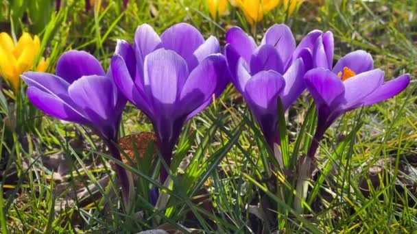 Primeira primavera roxo crocos flores com abelha crescendo na floresta — Vídeo de Stock