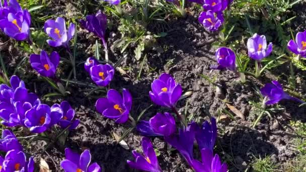 Eerste lente paarse krokussen bloemen met bij groeien in het bos — Stockvideo