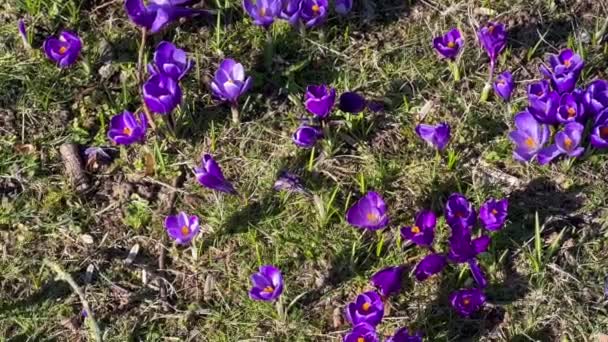 Prima primavera crochi viola fiori con api che crescono nella foresta — Video Stock