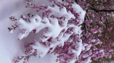 Kar altında çiçek açan kiraz. Nisan 'da Sakura bahçesinde aniden bahar donması. Karda çiçekler. Dikey video. Yüksek kalite 4k görüntü