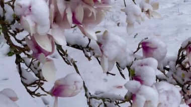 Karda çiçek açan manolya. Bahçede aniden bahar dondurması. Karda çiçekler. 