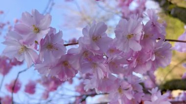 Bahar mevsiminde parkta kiraz çiçekleri açar. Pembe sakura çiçekleri. Çiçek arkaplanı. Botanik bahçesi konsepti. Yumuşak bir çiçek. Aroma ve parfüm. Bahar sezonu. Botanik ve bahçe işleri..