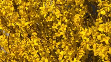 İlkbahar mevsiminde, parkta, çalılıklarda açan sarı çiçekler. Çiçek arkaplanı. Botanik bahçesi konsepti. Yumuşak bir çiçek. Aroma ve parfüm. Bahar sezonu. Botanik ve bahçe işleri..