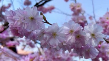Bahar mevsiminde parkta kiraz çiçekleri açar. Pembe sakura çiçekleri. Çiçek arkaplanı. Botanik bahçesi konsepti. Yumuşak bir çiçek. Aroma ve parfüm. Bahar sezonu. Botanik ve bahçe işleri..