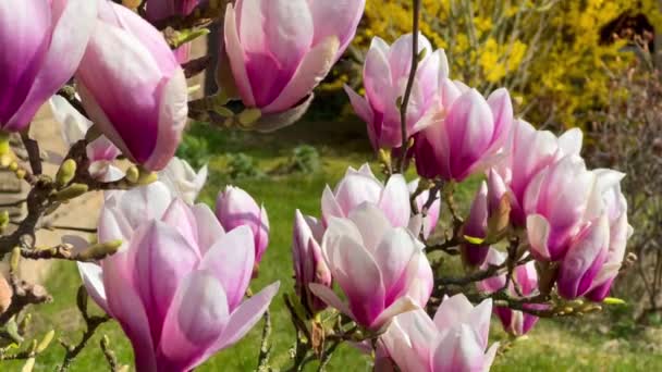 Blooming magnolia tree with pink flowers against the blue sky in spring time.Floral backdrop. Botanical garden concept. Tender bloom. Aroma and fragrance. Spring season. Botany and gardening — Stock Video